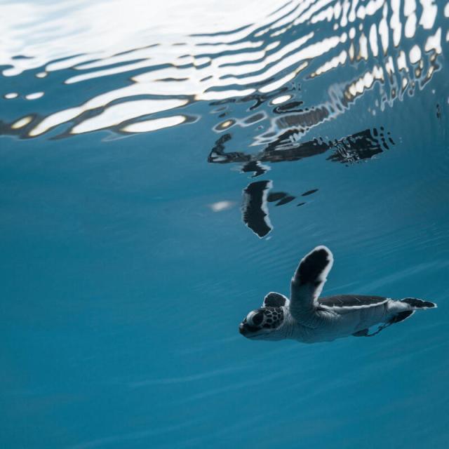 Green turtle young in the ocean