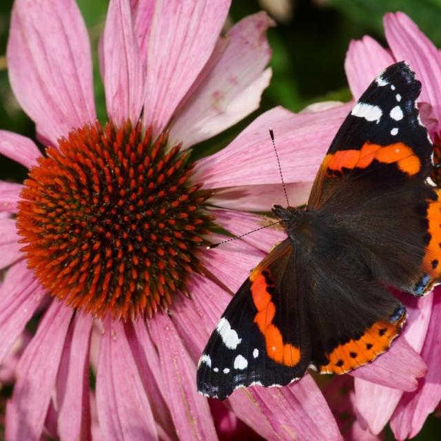 Red admiral (Vanessa atalanta) on a purple coneflower