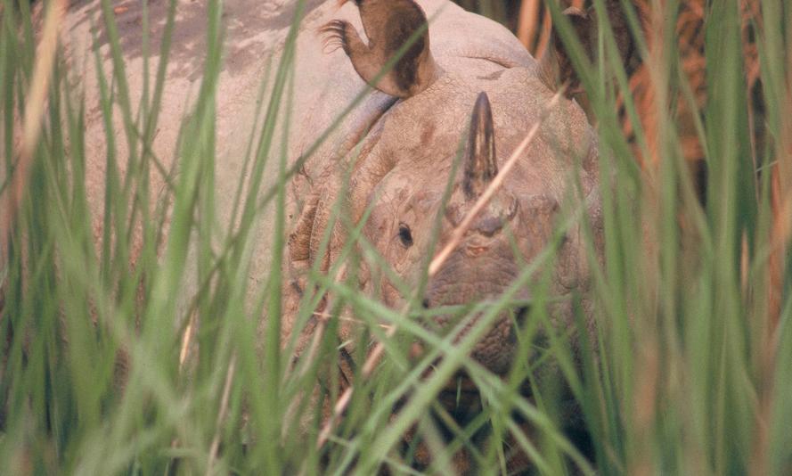 Asian rhino hiding in grass