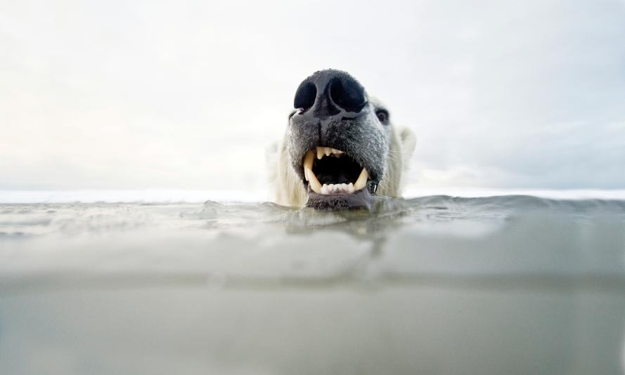 Polar bear submerged in water