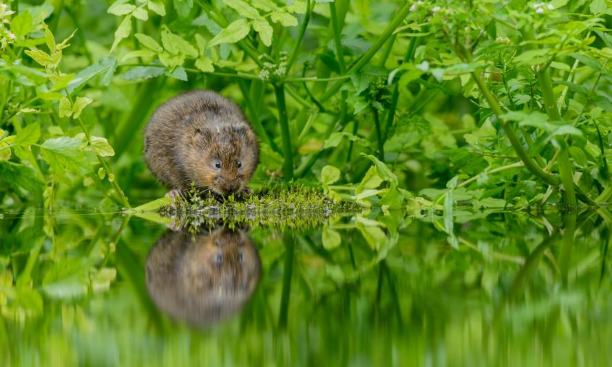 Water vole