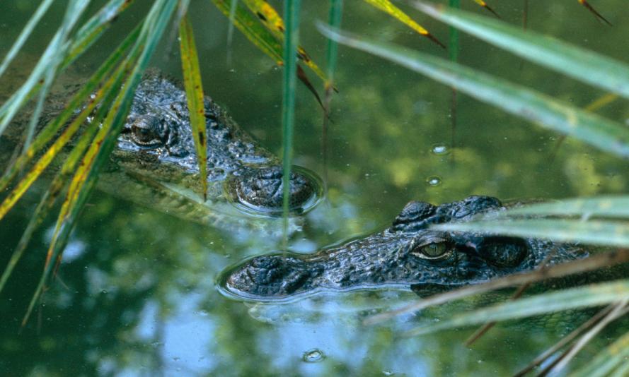 Mugger or Marsh Crocodile, Crocodylus palustris