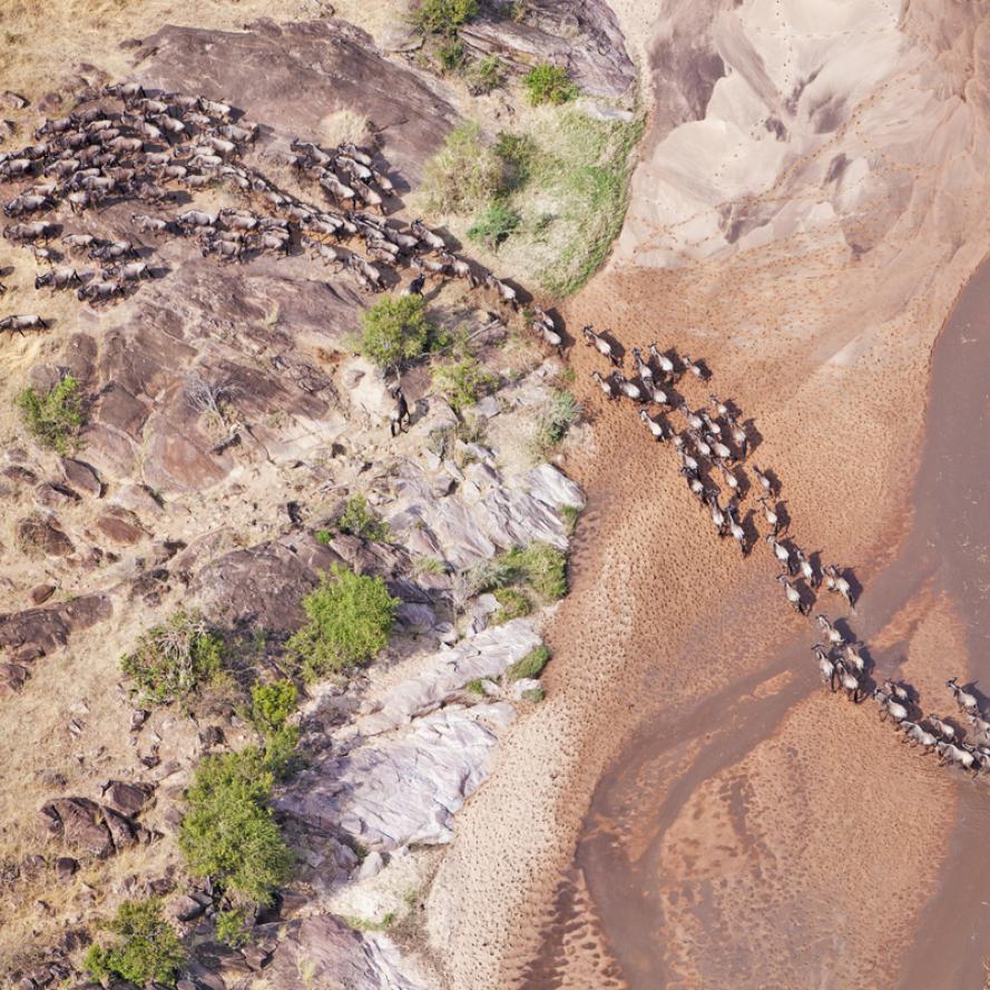 Aerial view of the Blue Wildebeest (Connochaetes taurinus) migration. Up to 1.5 million wildebeest move through the Mara/Serengeti ecosystem each year. This is one of the worlds last great animal migrations. Masai Mara National Reserve. Kenya