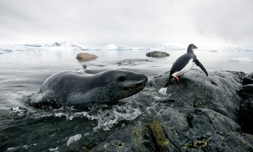 eopard seal (Hydrurga leptonyx) hunting Gentoo Penguin