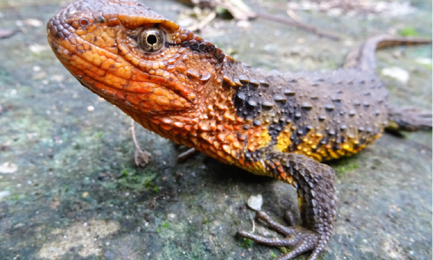 Vietnamese crocodile lizard © Thomas Ziegler