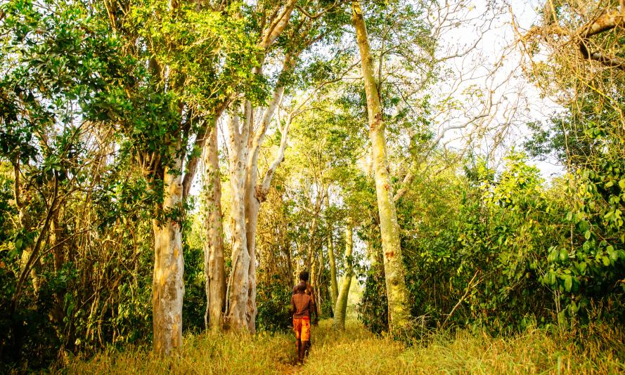 Kaya forests, Kenyav