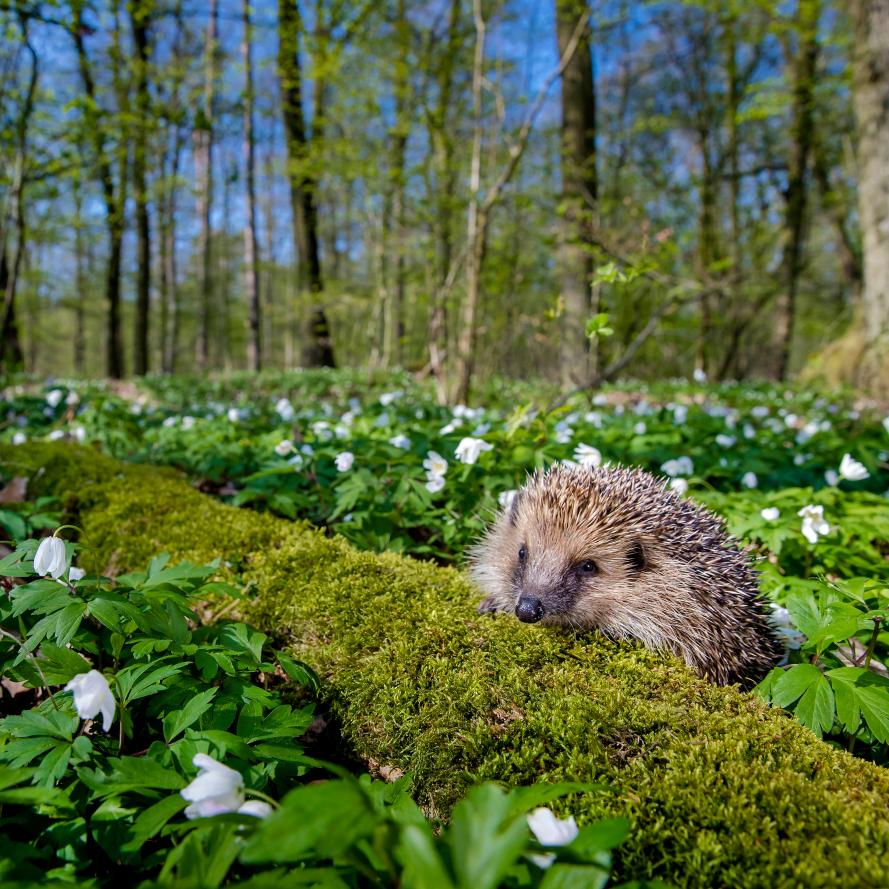 Hedgehog in woodlands © naturepl.com / Klein & Hubert / WWF