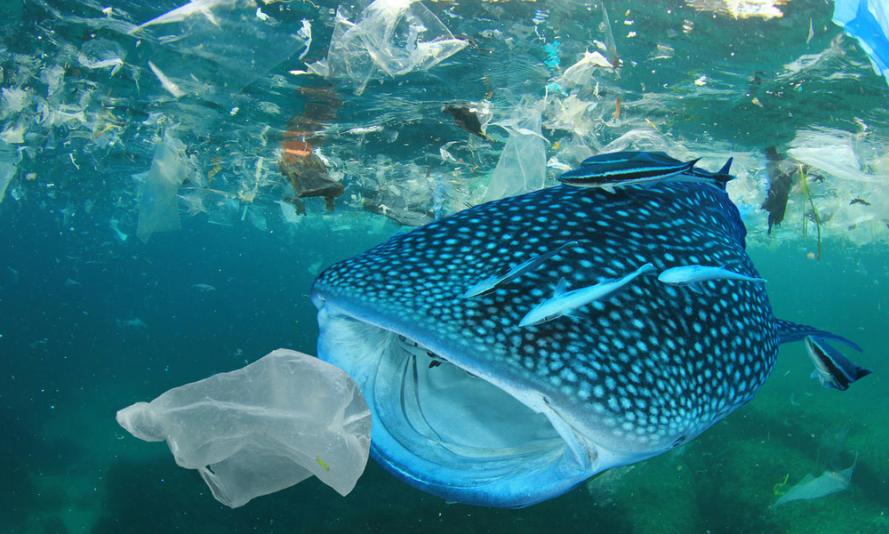 Whale shark, plastic ocean pollution