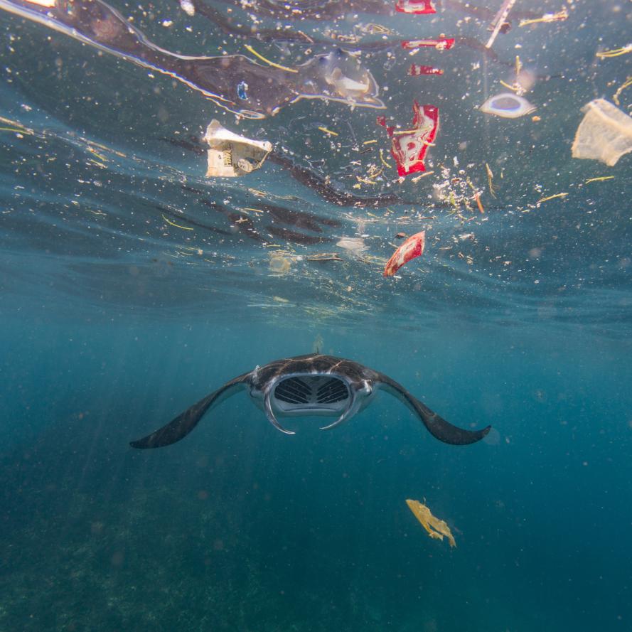 A reef manta ray (Mobula alfredi) swimming in the ocean surrounded by plastic waste, 