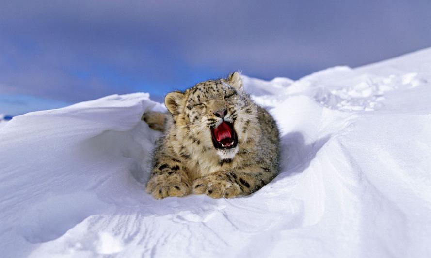 International Snow Leopard Day 2024 WWF