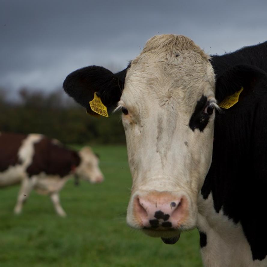 Dairy cows grazing a paddock on the orgainc dairy farm of Pat and Angela Mulrooney at Managanstown, Kilsheelan, Clonmel, Co.Tipperary.