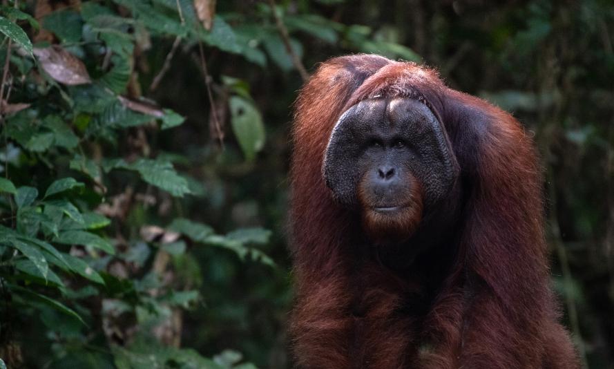 A male orangutan walks through the jungle
