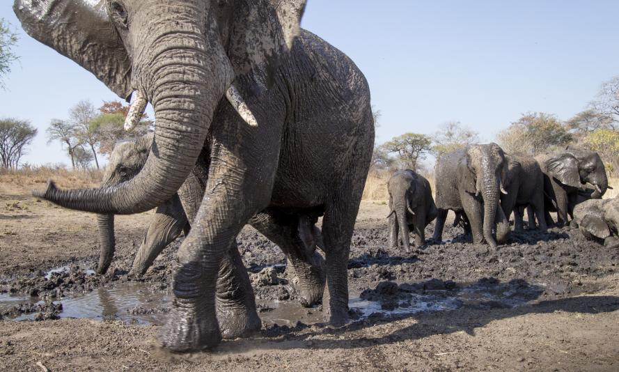 African elephants caught on camera trap, Namibia