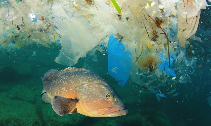 Fish and plastic pollution in sea. Microplastics contaminate seafood