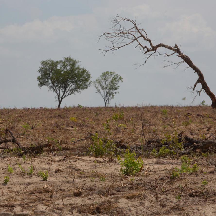 ecent deforestation in the Cerrado in Brazil,