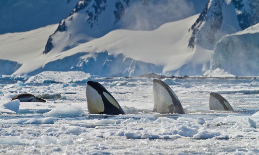Three killer whales (Orcinus orca) Three killer whales (Orcinus orca)