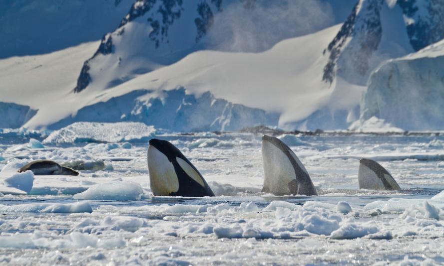 Three killer whales (Orcinus orca) 