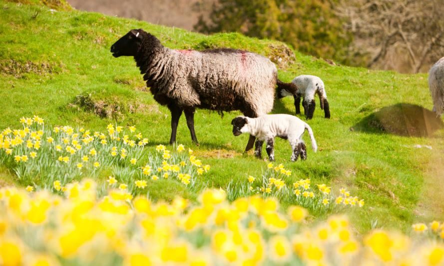 Sheep in a field