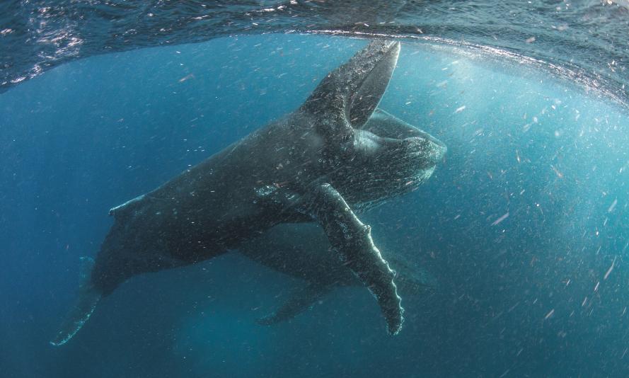 Our Planet Classroom Resources Wwf Our Planet Classroom Resources Wwf
