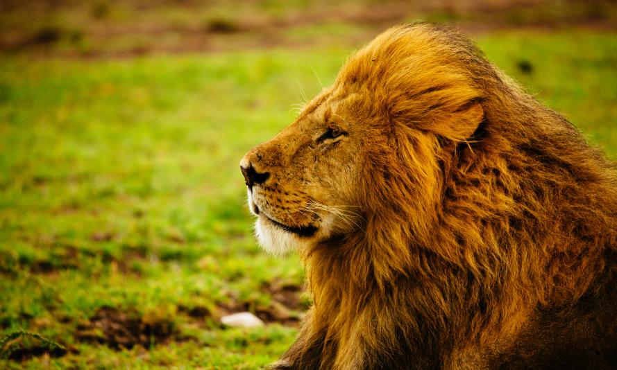 A male adult lion laying down in the grass while it rains.