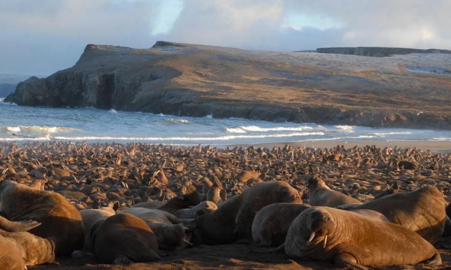 Pacific walruses spend spring and summer feeding over the shallow continental shelf 