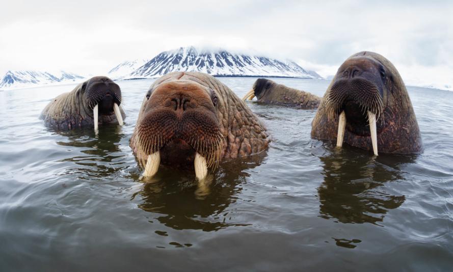 Atlantic walruses (Odobenus rosmarus rosmarus) hanging out in shallow water