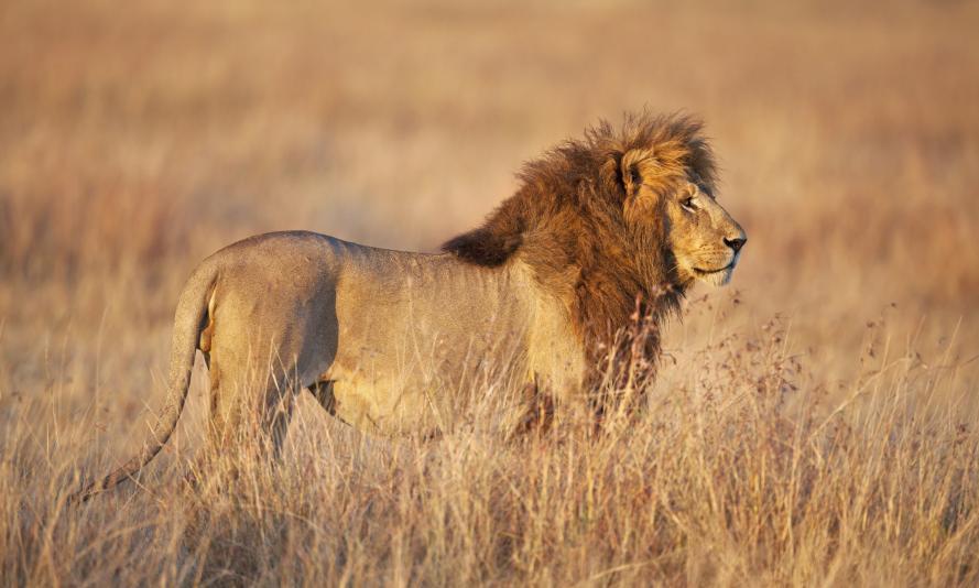 Male lion, Mara plains, Kenya