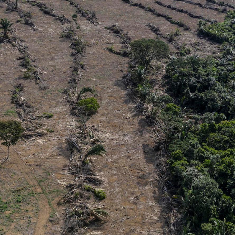 Deforestation next to a soybean plantation along the BR-364 highway near the Jamari River, Rondônia. 