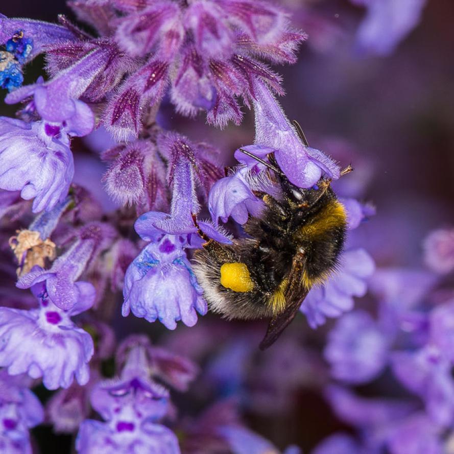 Small garden bumblebee