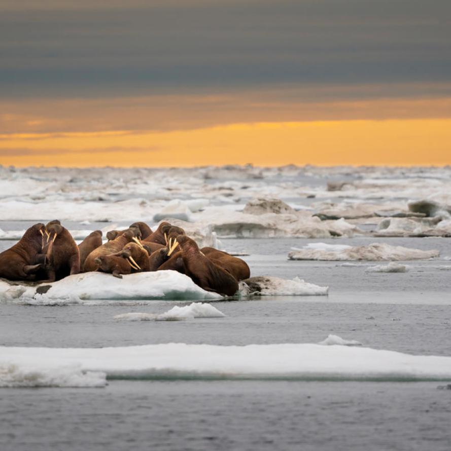 A herd of walruses (Odobenus rosmarus) on an ice floe. Svalbard, Norway.