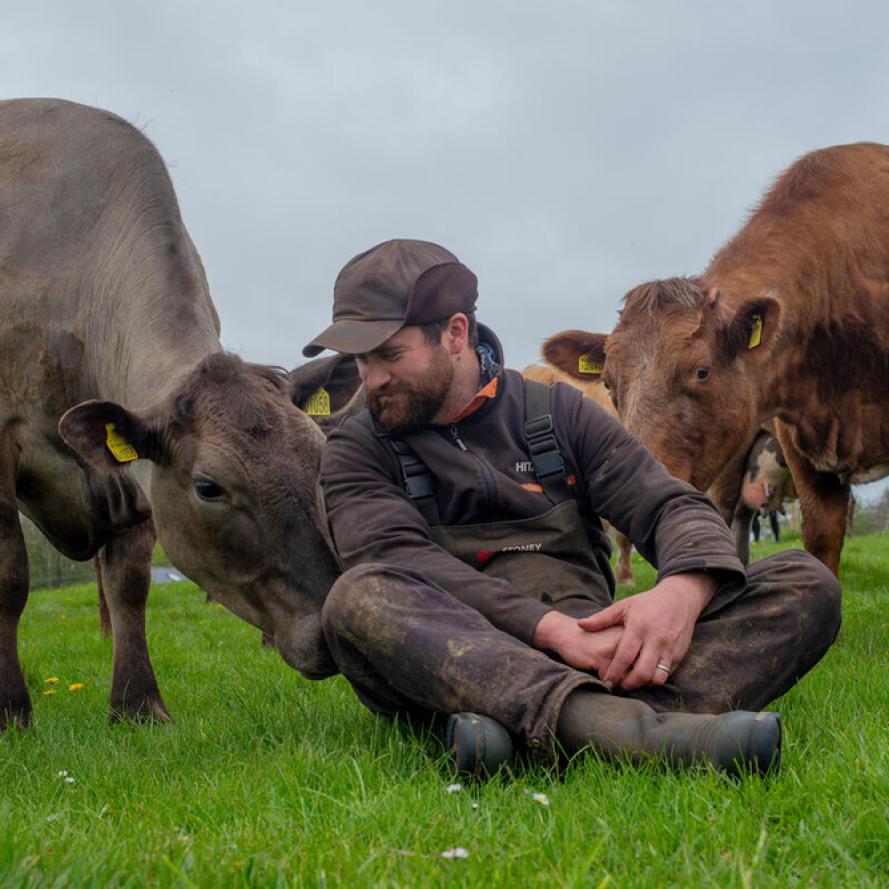 Farmer sitting with cows in field