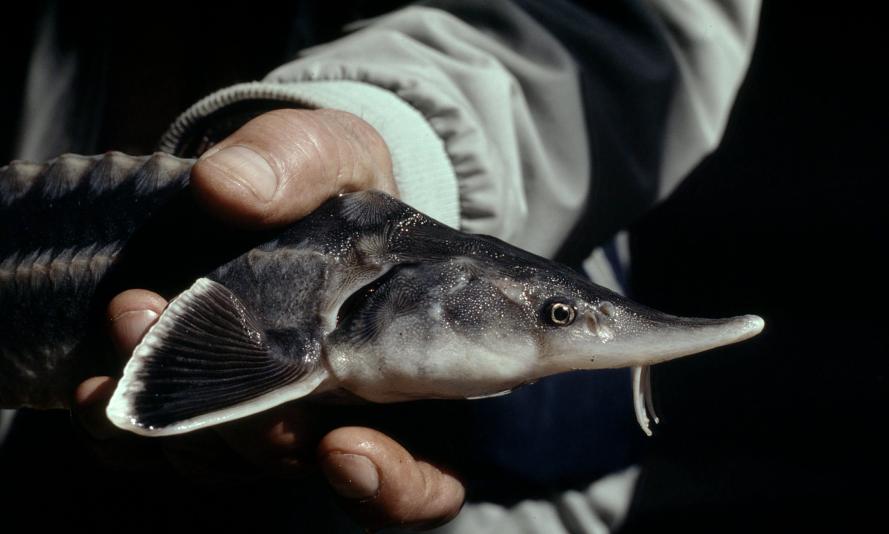European sturgeon (Acipenser sturio) monitoring in Georgia © WWF-Canon / Hartmut Jungius.jpg