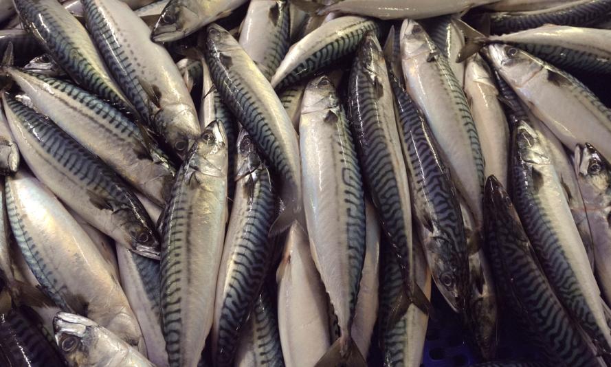 Fish