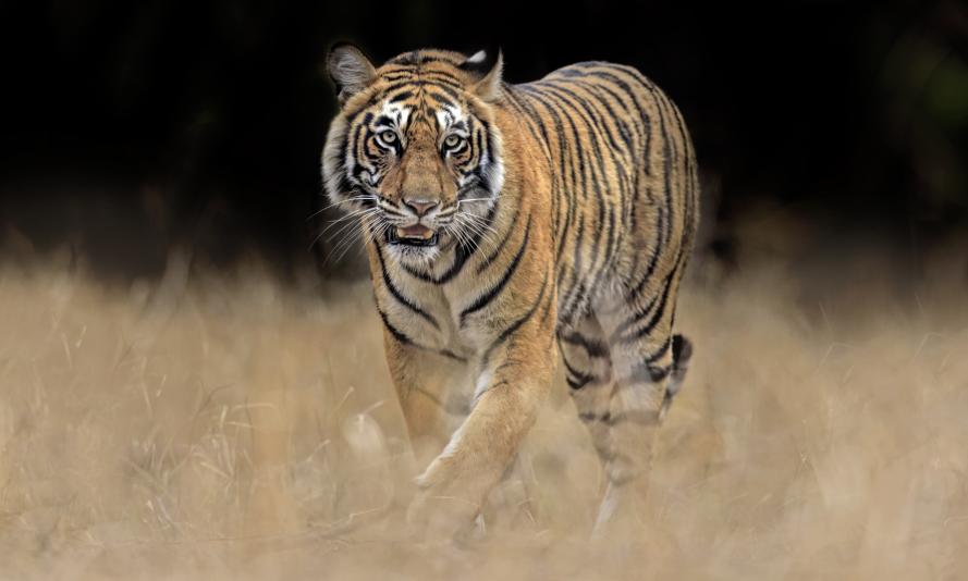 Tiger walking, India