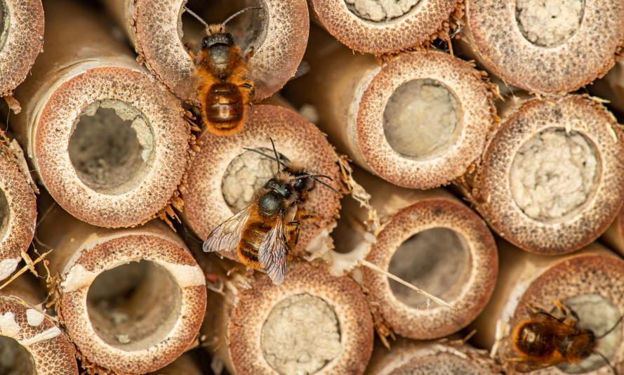 Majority of UK public think nature is in crisis