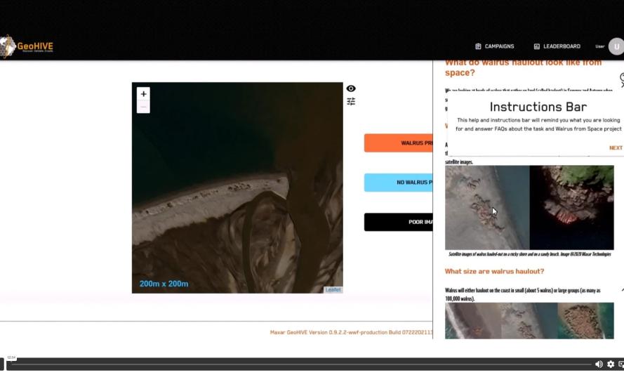Walrus from Space video 2 thumbnail Walrus from Space video 2 thumbnail