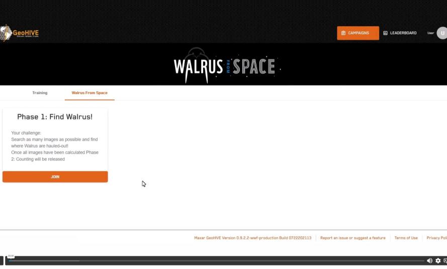 Walrus from Space, video 3 thumbnail Walrus from Space, video 3 thumbnail