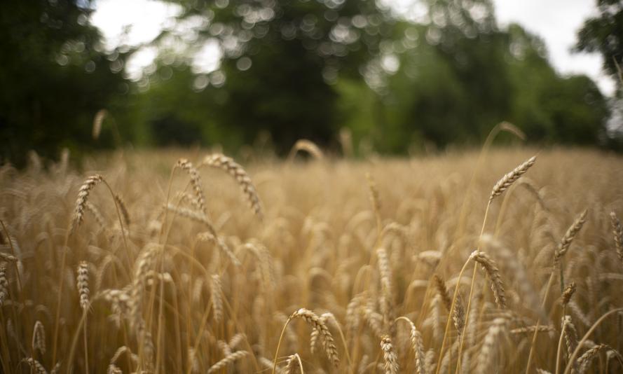 Heritage wheat