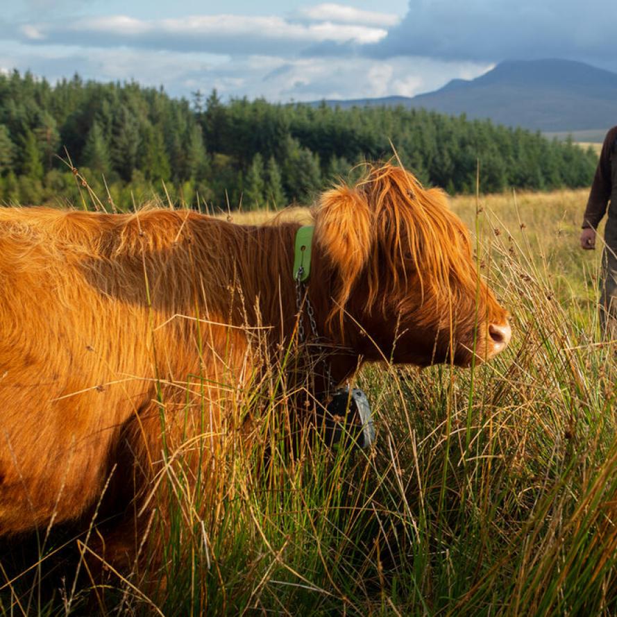 Cow farmer in field