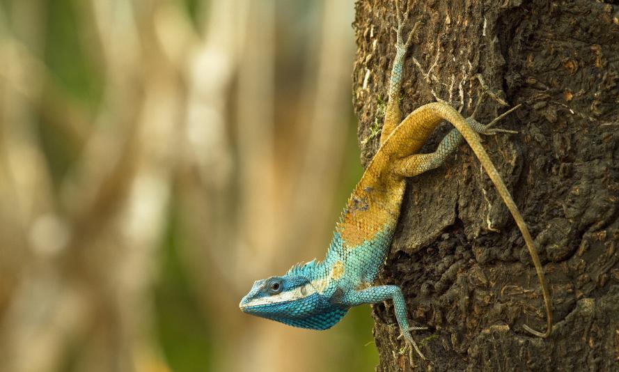 The Cambodian blue-crested agma, an aggressive lizard that changes colour as a defensive mechanism
