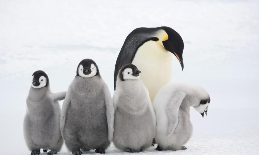 Four Emperor penguin chicks with an adult at Snow Hill Island