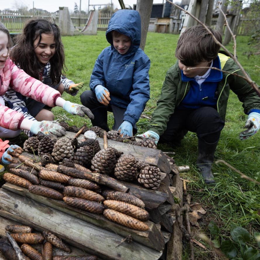 School children collecting and using wood and pinecones to build bug hotels.