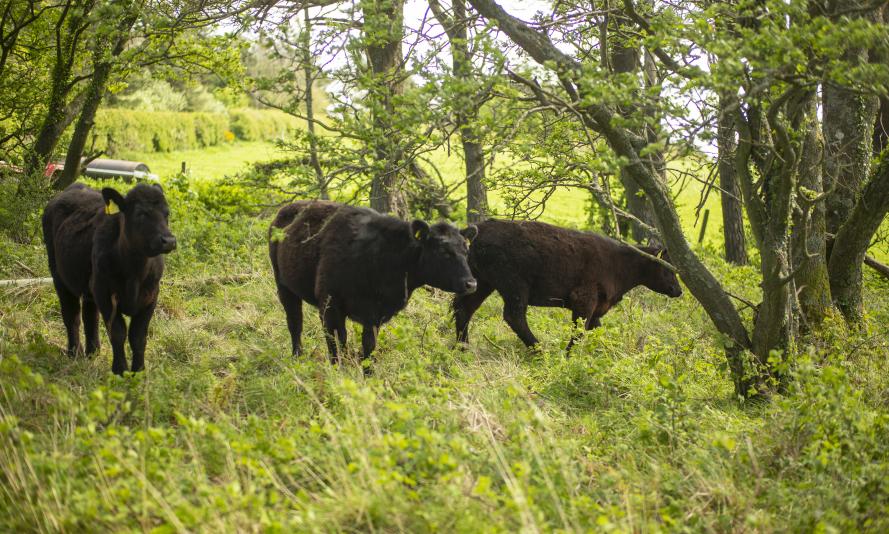 Hereford cattle grazing in woodland in Scotland