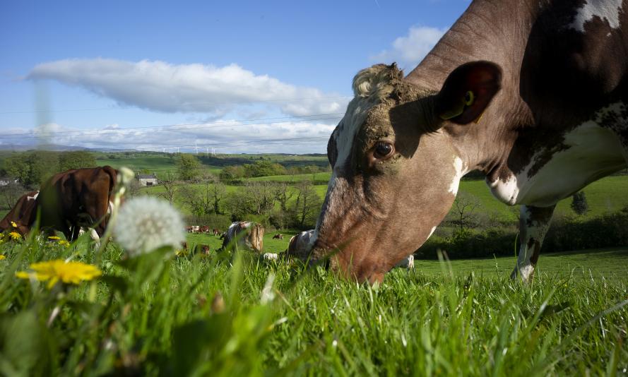 Dairy Shorthorn cattle graze on mixed lay pasture at regenerative farm
