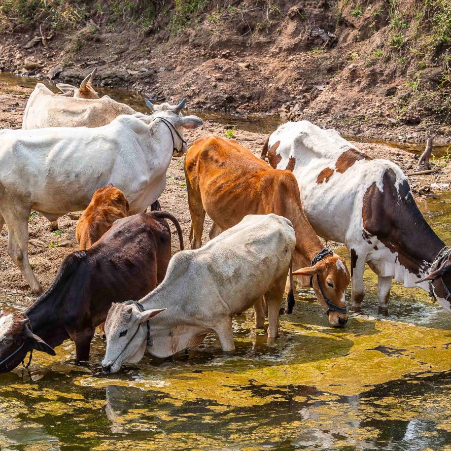 Cenu cattle drinking from a stream.