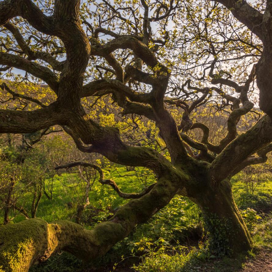 Ancient oak tree Devon UK