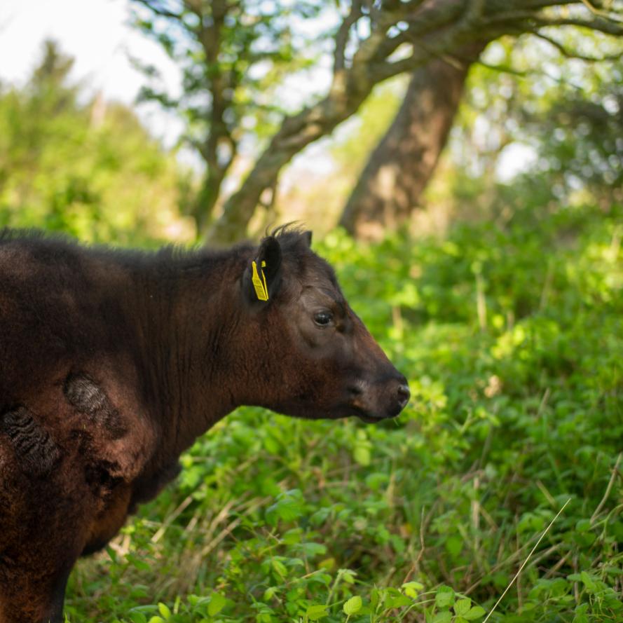 A cow grazing in woodland on a regenerative farm at Balsar Glen Farm, South Ayrshire, Scotland