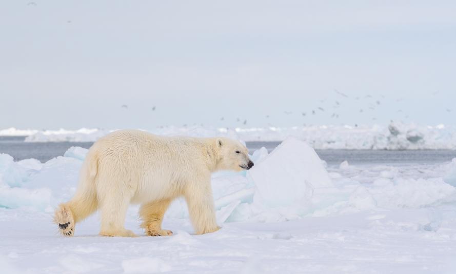 Polar bear pictured in the Arctic