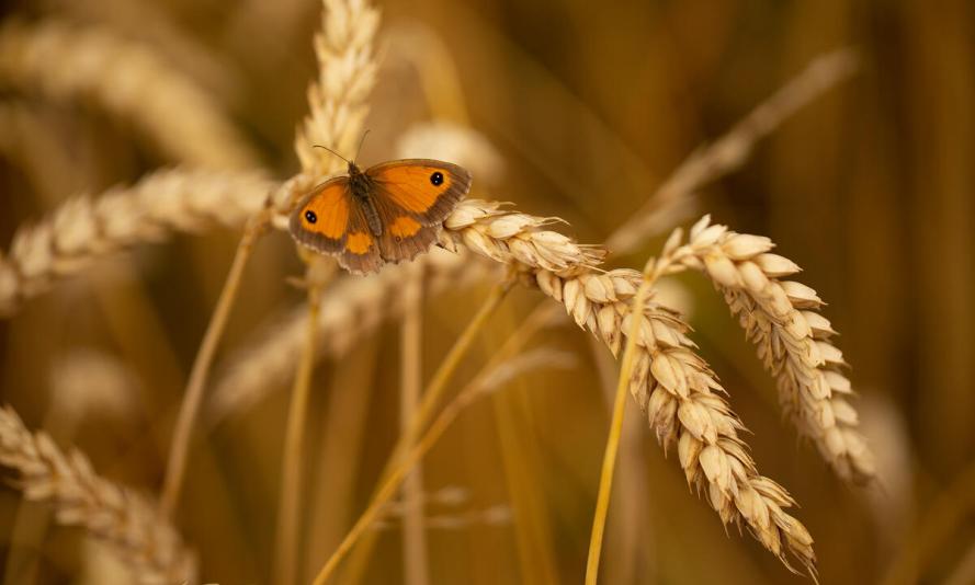 A Gatekeeper butterfly sits on heritage wheat