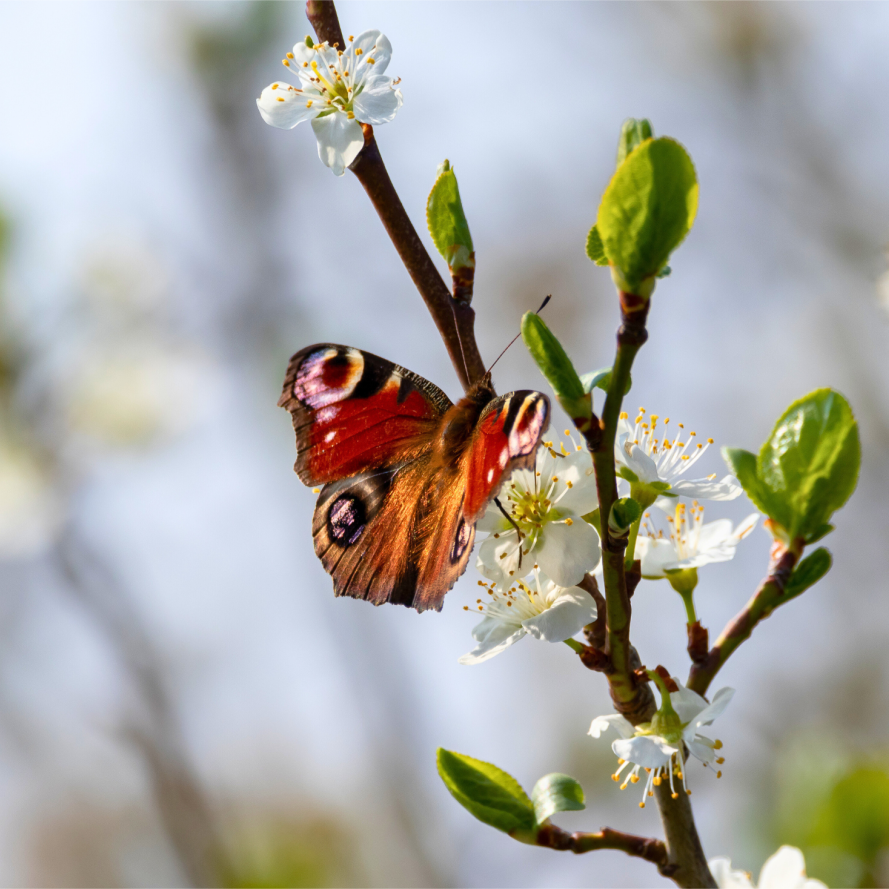 Peacock butterfly perched on a flower in spring